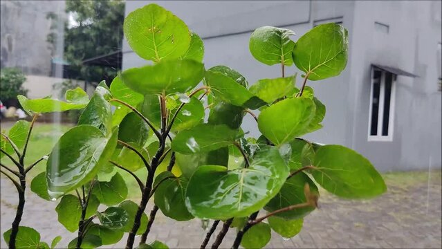 Mangkokan or bowl leaves (Polyscias scutellaria) when exposed to raindrops, its name refers to the shape of its curved leaves like a bowl

