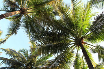 Fototapeta na wymiar Standing under the coconut trees.