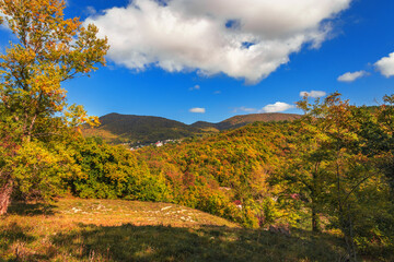 Naklejka premium Autumn landscape. In the autumn forest. Trees covered with yellow foliage in a deciduous forest on a sunny day. Beautiful bright forest under a blue cloudy sky in the mountains.