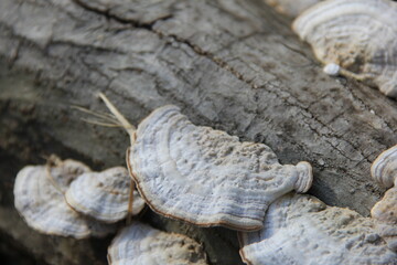 Fototapeta premium 木の幹に生えた、たくさんの白いキノコ