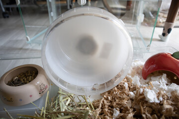 ハムスター飼育