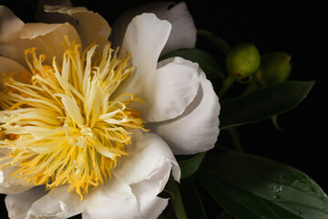 white peony