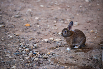 lonely rabbit on the rocky ground