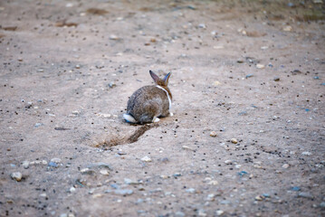 lonely rabbit on the rocky ground