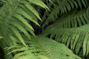 Floral background - green fern leaves close-up