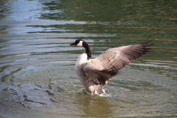 country goose swimming in water