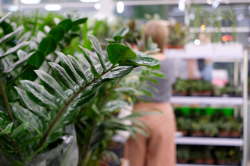 showcase with green house plants in the background store