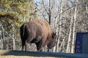 bison in park