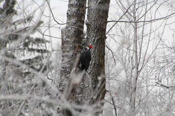 woodpecker on a tree, Gold Bar Park, Edmonton, Alberta