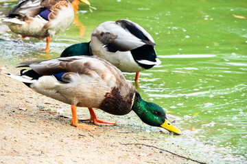 Male and female mallard duck swimming on a pond with green water while looking for food