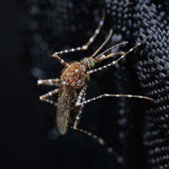 Hexham Grey Aedes alternans mosquito