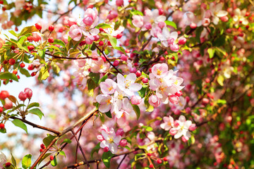 Fototapeta na wymiar Blooming pink white flowers on apple tree branches close up, red cherry flowers blossom, beautiful sakura garden, spring orchard in bloom, green leaves soft blurred background, summer sunny day nature