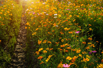 Yellow and Pink sulfur Cosmos flowers blooming in the garden of the nature background.