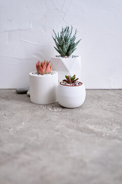 pots with groups of houseplants on concrete table - Echeveria and Pachyveria opalina Succulents