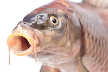 Fish carp isolated