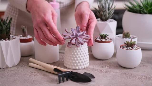 pots with groups of houseplants on concrete table - Echeveria and Pachyveria opalina Succulents