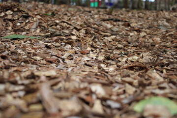 The beauty nature is diverse, colorful and beautiful.