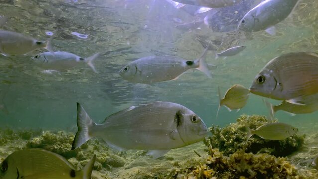 Undersea view of solitary sea bream fish swimming in shallow water. Slow motion