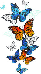 Flying Butterflies Morpho and Monarch