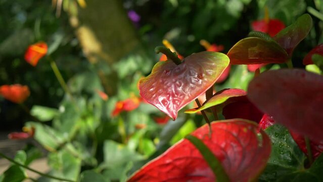 Tropical exotic anthurium flowers or tail flowers in green house, tropical botanic garden, lush cultivated plants in the jungle