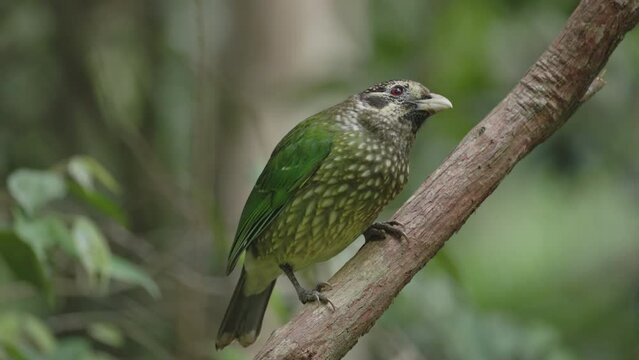 a close view of a spotted catbird perching on a liana in the rainforest at lake eacham in nth qld, australia