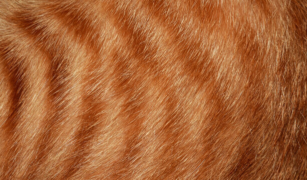 Orange cat hair, full frame orange fur, for the background.