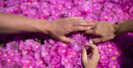 Family hands on pink asters, pink daisies texture background. Parents hands on violet chamomile background. Gesture sign of support and family love.