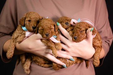 Four puppies of children lie together and sleep, in the arms of a girl. A litter of newborn adorable apricot poodle puppies.
