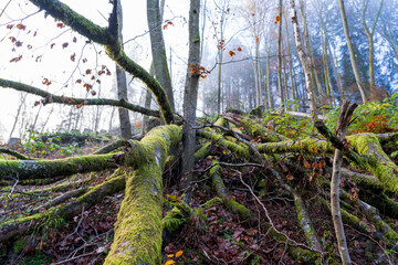 Pfalz im Herbst
