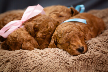 Four tiny apricot poodle puppies sleep cuddled up at home on a warm blanket on the bed. Side view