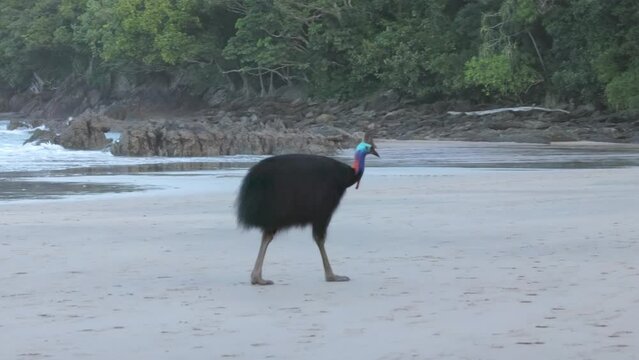 a wide tracking shot of a southern cassowary walking on a beach of north queensland, australia