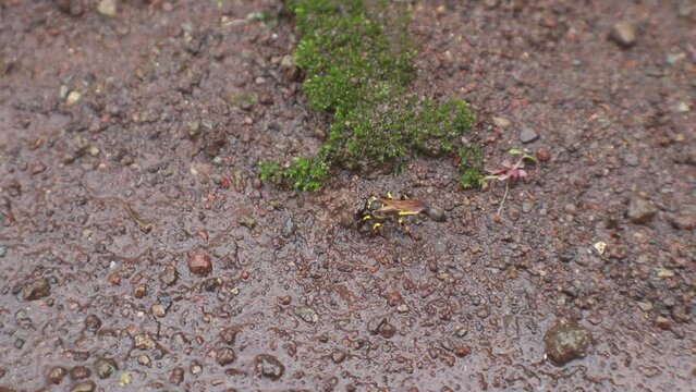 Polistes , Potter wasps,Mason wasps,Waps yellow jacket,Delta campaniforme, podynerus troglodytes,Delta esuriens, Eumenes aff. punctatus,Omicroides, Phimenes flavopictus
