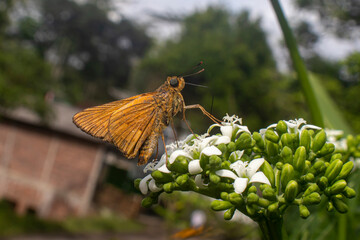 Wallengrenia otho, moth butterfly, brown moth butterfly