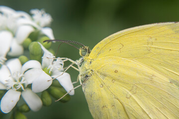Obraz premium yellow butterfly, White, brown Butterfly perched on a blooming flower sucking nectar 