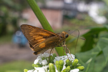 Wallengrenia otho, moth butterfly, brown moth butterfly