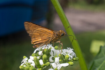 Wallengrenia otho, moth butterfly, brown moth butterfly