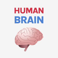 Human internal organ anatomical brain and human brain medical concept flat illustration.	
