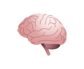 Human internal organ anatomical brain and human brain medical concept flat illustration.	
