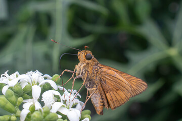 Wallengrenia otho, moth butterfly, brown moth butterfly