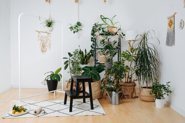 House plant garden in the corner of a living room with macrame on walls and frame rack.
