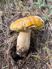 mushroom in the forest