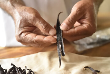 manos mostrando la semilla de la vaina de vainilla