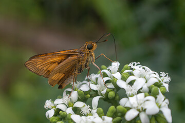 Wallengrenia otho, moth butterfly, brown moth butterfly