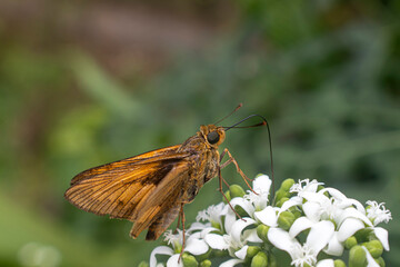 Wallengrenia otho, moth butterfly, brown moth butterfly