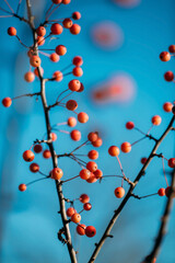 ornamental apple tree red sentinel