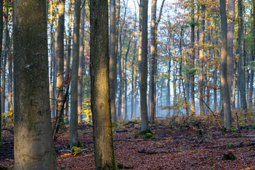 Daher Felsenland in der Pfalz. Wandern im Herbst. Karlstalschlucht bei Trippstadt