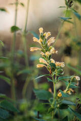 Flowers of a mosquito plant, Agastache cana