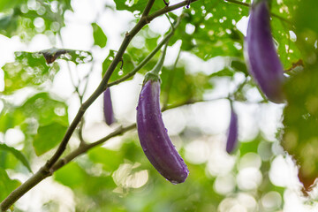 Photo of fresh unripe home grown purple eggplant growing healthily from its tree in the morning with dew