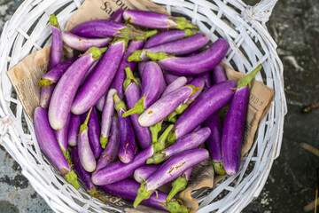 A basket of Freshly harvested eggplant. Eggplant, aubergine, brinjal, or baigan is a plant species in the nightshade family Solanaceae. Solanum melongena is grown worldwide for its edible fruit. 