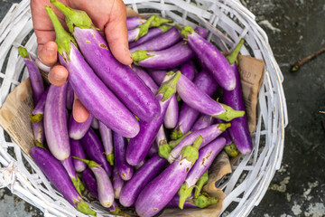 Freshly harvested eggplant. Eggplant, aubergine, brinjal, or baigan is a plant species in the nightshade family Solanaceae. Solanum melongena is grown worldwide for its edible fruit. 